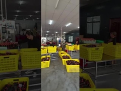 Hilo de coser del poliéster